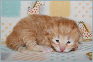 Male Siberian Kitten from Deedlebug Siberians